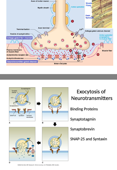 <p>1) action potential runs dow the motor neuron and reaches the axon terminal</p><p>2) the action potential causes the opening of Ca2+ voltage gated channels allowing the influx of calcium, presynaptic ACh filled vesicles line up at active zones</p><p>3) vesicle exocytosis - The binding proteins <strong>Synaptobrevin</strong> on the vesicle intertwine with binding proteins located on the inside of the terminal membrane , <strong>SNAP-25</strong> and <strong>Syntaxin</strong>, to dock the vesicle at the membrane. The calcium binds to other vesicle bound protein <strong>synaptotagmin</strong>, and results in the fusion of the vesicle and terminal membranes and releases ACh into the synaptic cleft by exocytosis</p><p>4) ACh binds to nicotinic receptors on the postsynaptic muscle fibre</p>