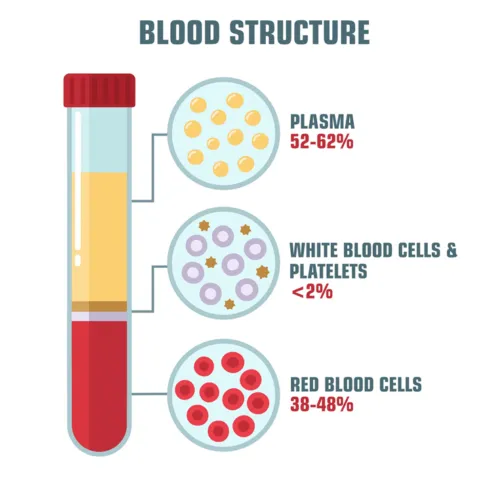 <p><strong><u>Plasma (55%)- </u></strong><span>Straw-colored transport system carrying:</span></p><ul><li><p>Cells (RBCs, WBCs, platelets)</p></li><li><p>Nutrients &amp; waste products</p></li><li><p>Proteins (balance &amp; clotting)</p></li></ul><p><strong><u>WBC/Platelets (55%)- </u></strong></p><ul><li><p>WBCs: Defend against infection (tiny amount).</p></li><li><p>Platelets: Help clot blood to stop bleeding (tiny amount).</p></li></ul><p><strong><u>RBCS (55%)- </u></strong><span>Carry oxygen throughout the body using hemoglobin.</span></p>