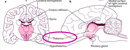 <p>Coordinates the activity of the <strong>pituitary gland</strong> through the secretion of peptides and amines</p><p>Located at the ventral part of the brain</p><p>Regulator of endocrine and nervous system</p><p>Regulates temperature, thirst, hunger, sexual behaviour, blood volume etc. maintain homeostasis</p><p>Hormones produced are of two types=releasing and inhibitory</p>