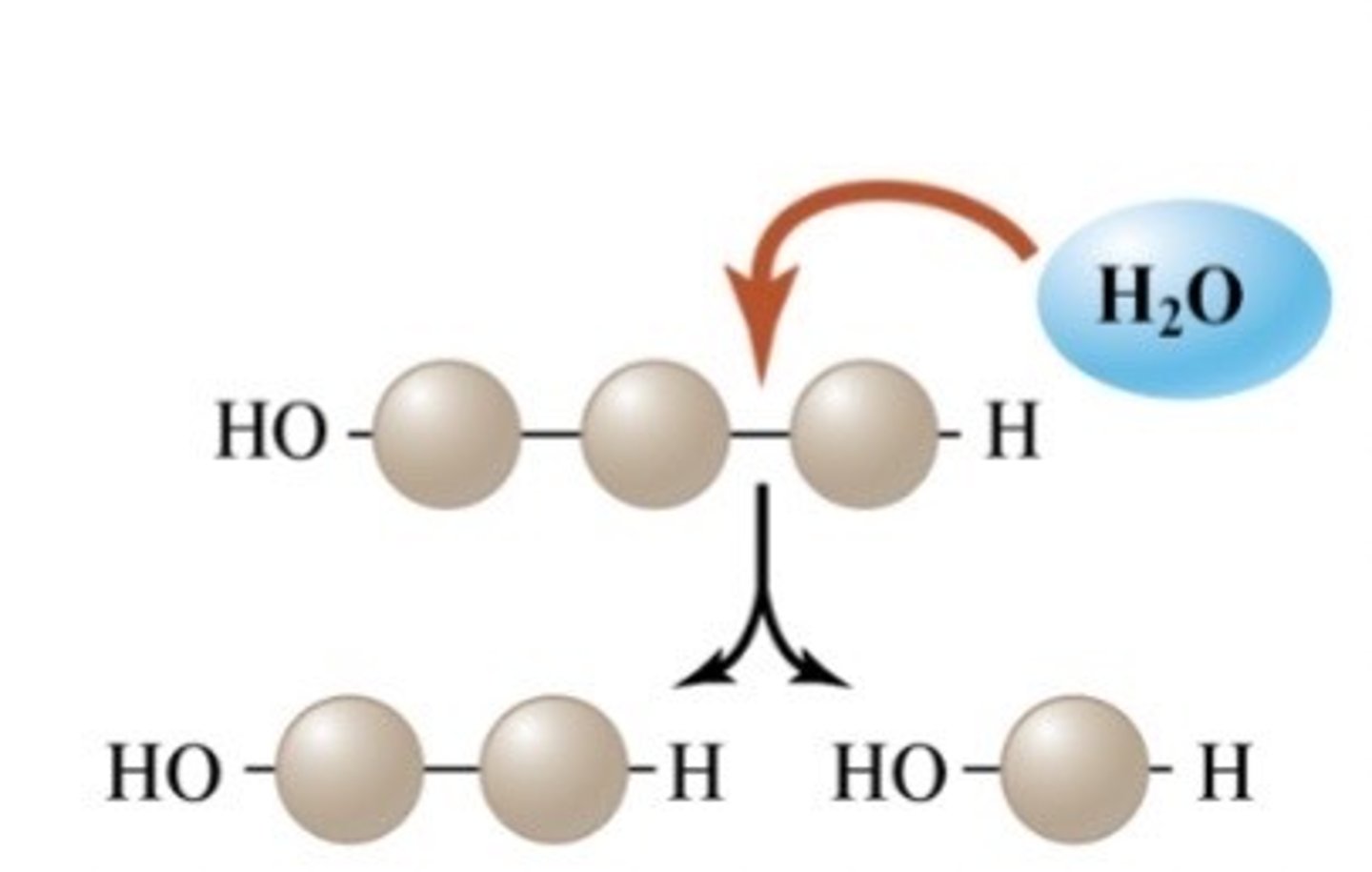 <p>The breaking down of as covalent bond between two monomers by using water (H2O).</p>