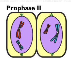 <ul><li><p><strong>Centrioles</strong> move to form new poles at <strong>90° </strong>to original poles</p></li><li><p>Chromosomes already condensed</p></li></ul><p></p>