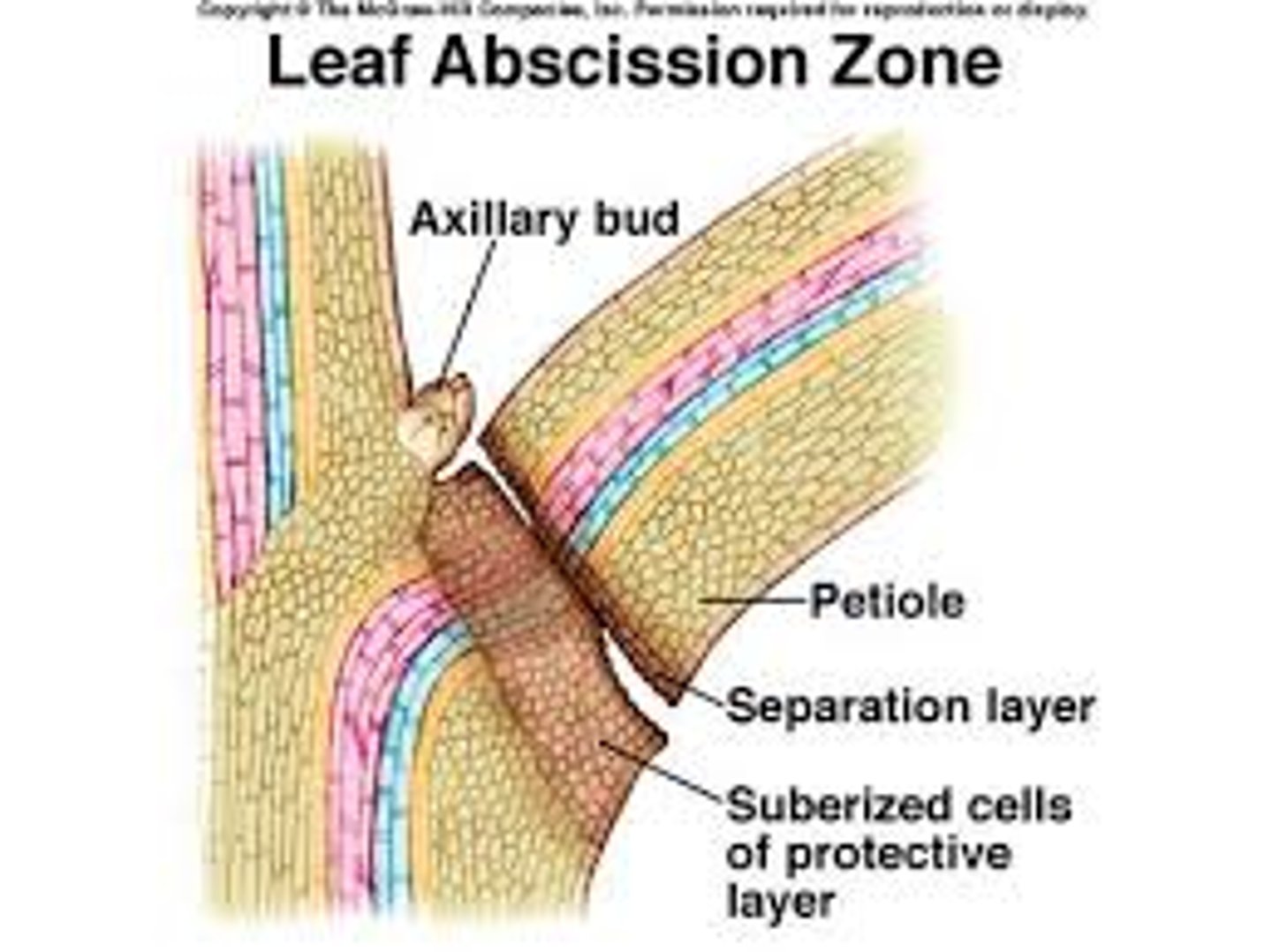<p>Separation zone and protective layer is the abscission zone</p>