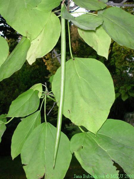 <p><span>katalpa obecná</span></p>