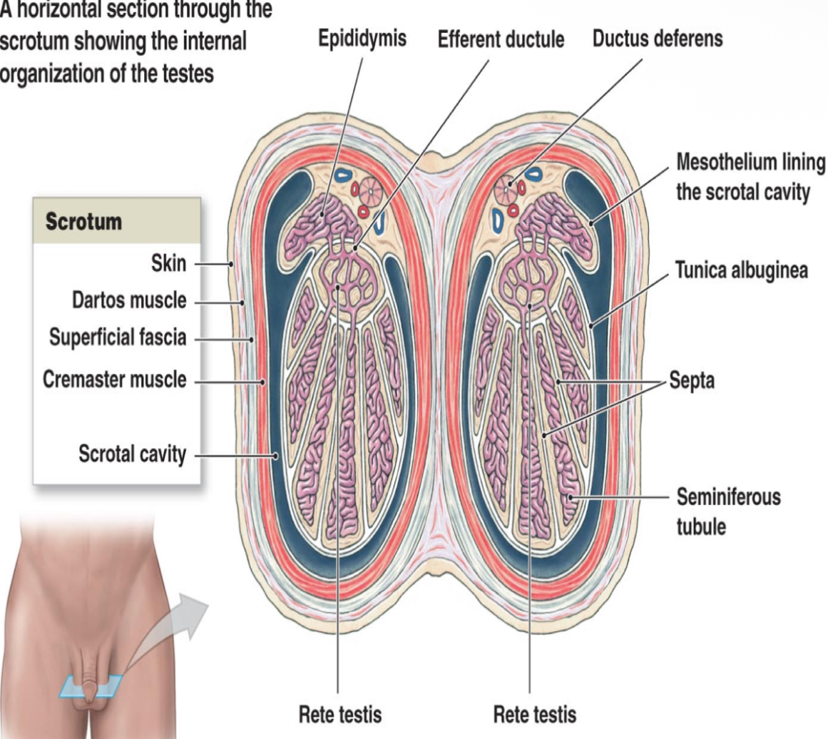 <p>Rete testis drains into head of epididymis through ________. They carry seminal fluid from testis to epididymis. </p>