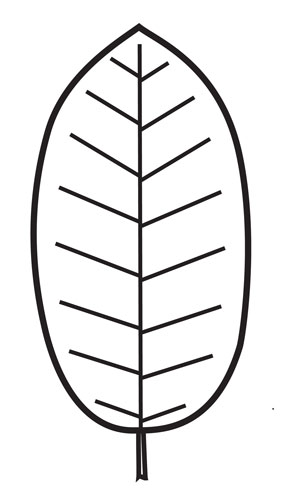 <p>describe the leaf shape</p>