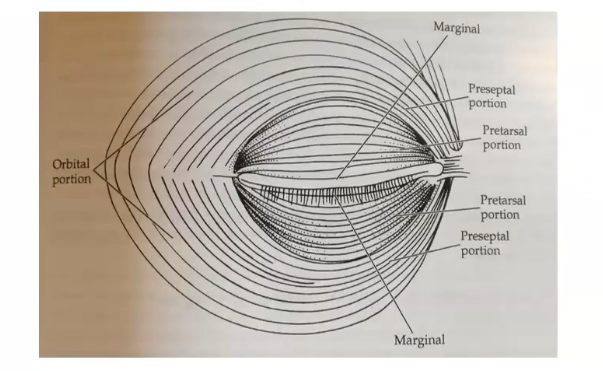 <p>more on orbicularis muscle </p>