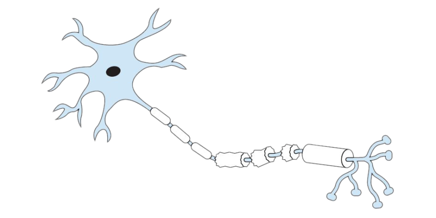 <ol><li><p><strong>Dendrites</strong>: Receive signals from other neurons.</p></li><li><p><strong>Cell Body (Soma)</strong>: Contains the nucleus and processes incoming signals.</p></li><li><p><strong>Axon Hillock</strong>: The region where the axon connects to the soma; it’s the site where action potentials are initiated.</p></li><li><p><strong>Axon</strong>: Transmits electrical impulses away from the cell body.</p></li><li><p><strong>Myelin Sheath</strong>: Insulates the axon to speed up signal transmission. They protect the message from getting lost and they are made out of Schwann Cells. </p></li><li><p><strong>Nodes of Ranvier</strong>: Gaps in the myelin sheath that facilitate faster signal transmission. Like a rock skipping on a river this process is called, saltatory conduction. </p></li><li><p><strong>Axon Terminals</strong>: Release neurotransmitters to communicate with other neurons or target cells.</p></li><li><p><strong>Synaptic Vesicles</strong>: Tiny sacs in the axon terminals that store neurotransmitters, ready for release into the synapse during signaling.</p></li><li><p><strong>Synapse</strong>: The gap between neurons where neurotransmitters cross to transmit signals.</p></li></ol><p></p>