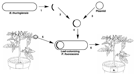 <p><span>In Figure 9.4, the purpose of this experiment is to</span></p>