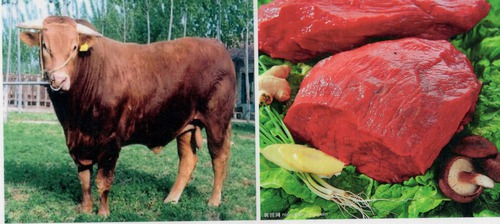 beef