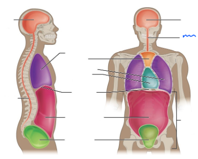 <p>What is this body cavity?</p>