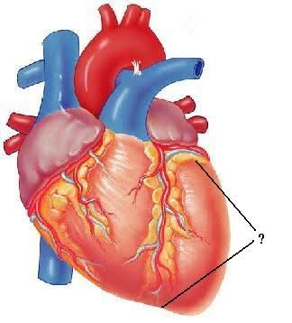 <p><span><span>Identify the indicated region.</span></span></p>