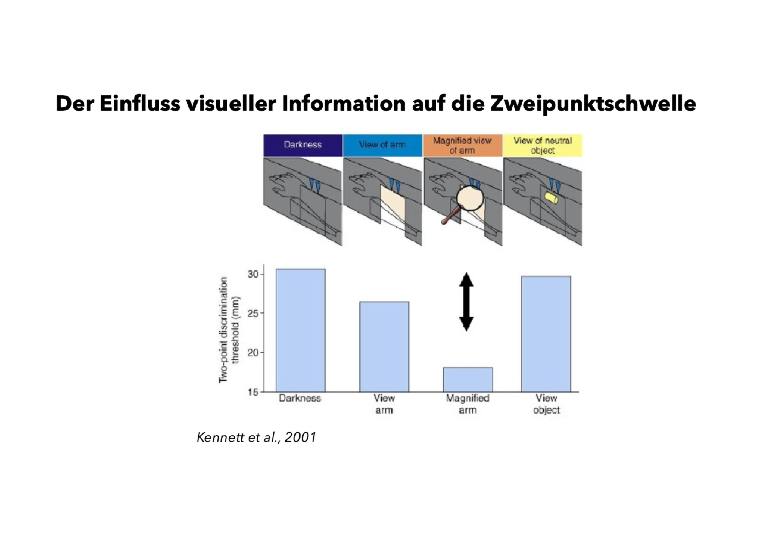 <p class=""><strong>Kurzfassung:</strong><br>Die Studie von <strong>Kennett et al. (2001)</strong> zeigte, dass das <strong>Sehen des eigenen Arms</strong>, besonders in <strong>vergrößerter Form</strong>, die <strong>taktile Zwei-Punkt-Diskriminationsfähigkeit verbessert</strong> – im Vergleich zu Dunkelheit oder dem Blick auf neutrale Objekte.</p><p class=""></p><p class=""><strong>Langfassung:</strong></p><ul><li><p class=""><strong>Versuchsdesign:</strong></p><ul><li><p class="">Probanden erhielten <strong>zwei taktile Reize</strong> auf den Arm.</p></li><li><p class="">Dabei betrachteten sie unter verschiedenen Bedingungen:</p><ul><li><p class=""><strong>Kein Sehen (Dunkelheit)</strong></p></li><li><p class=""><strong>Direkter Blick auf den eigenen Arm</strong></p></li><li><p class=""><strong>Vergrößerter Arm (z. B. durch eine Lupe)</strong></p></li><li><p class=""><strong>Blick auf ein neutrales Objekt</strong></p></li></ul></li></ul></li></ul><p class=""></p><ul><li><p class=""><strong>Ergebnisse:</strong></p><ul><li><p class=""><strong>Beste Unterscheidung (niedrigste Schwelle):</strong> bei <strong>vergrößerter Darstellung</strong> des eigenen Arms.</p></li><li><p class=""><strong>Normale Sicht auf den Arm</strong> verbesserte die taktile Wahrnehmung <strong>gegenüber Dunkelheit</strong>.</p></li><li><p class=""><strong>Neutrales Objekt:</strong> <strong>kein Effekt</strong> auf die taktile Leistung.</p></li></ul></li></ul><p class=""></p><ul><li><p class=""><strong>Schlussfolgerung:</strong></p><ul><li><p class=""><strong>Visuelle Informationen über den eigenen Körper</strong>, insbesondere wenn <strong>verstärkt dargestellt</strong>, <strong>verbessern die taktile Detailwahrnehmung</strong>.</p></li><li><p class="">→ Dies spricht für eine <strong>intermodale Interaktion</strong> zwischen <strong>Sehen und Tastsinn</strong> auf der <strong>somatosensorischen Verarbeitungsstufe</strong>.</p></li></ul></li></ul><p></p>
