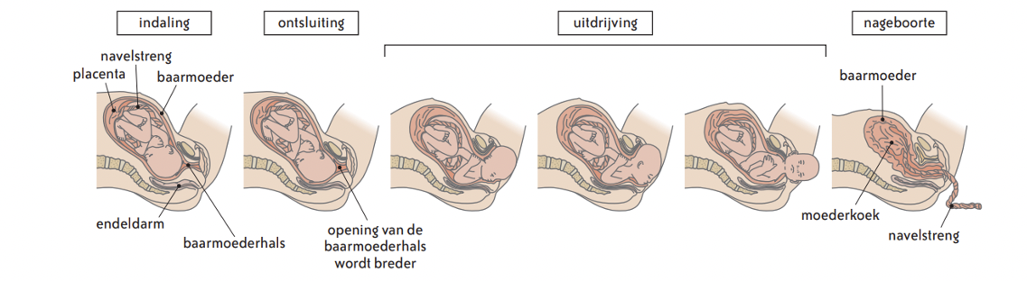 hoe verloopt de geboorte