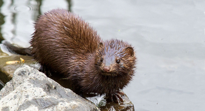 <p>Family Mustelidae</p><p>Mink </p>