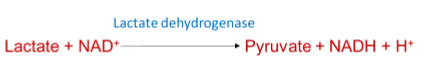 <p>Converts lactate to pyruvate </p>