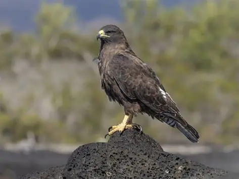 <p>Galapagos Hawk </p><ul><li><p>vulnerable </p></li><li><p>endemic species </p></li><li><p>very tame </p></li><li><p>adults are dark brown in color</p></li><li><p>juveniles lighter brown and heavily mottled </p></li><li><p>mating system which as many as four males may mate with one single female, then all of those males will help care for the eggs and young </p></li><li><p>feed on lizards, young iguanas, rats, doves, mockingbirds, centipedes, grasshoppers, and young seabirds </p></li></ul><p></p>