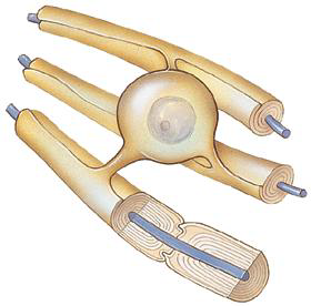 <p>What is the function of Oligodendrocytes/Oligodendroglia?&nbsp;“few branches”</p>