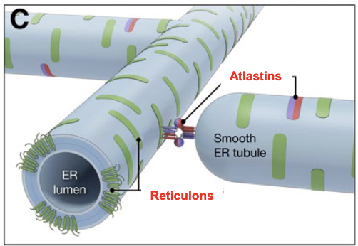 <p>Atlastins, which are a class of dynamin-like large GTPases that undergo oligomerization</p>