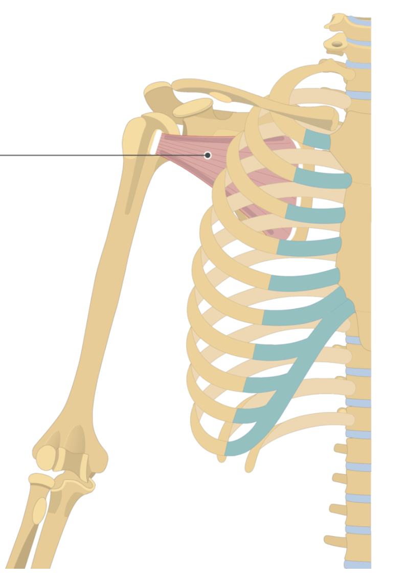 <p></p><p>origin: subscapular fossa</p><p>insertion: lesser tubercle of humerus</p>