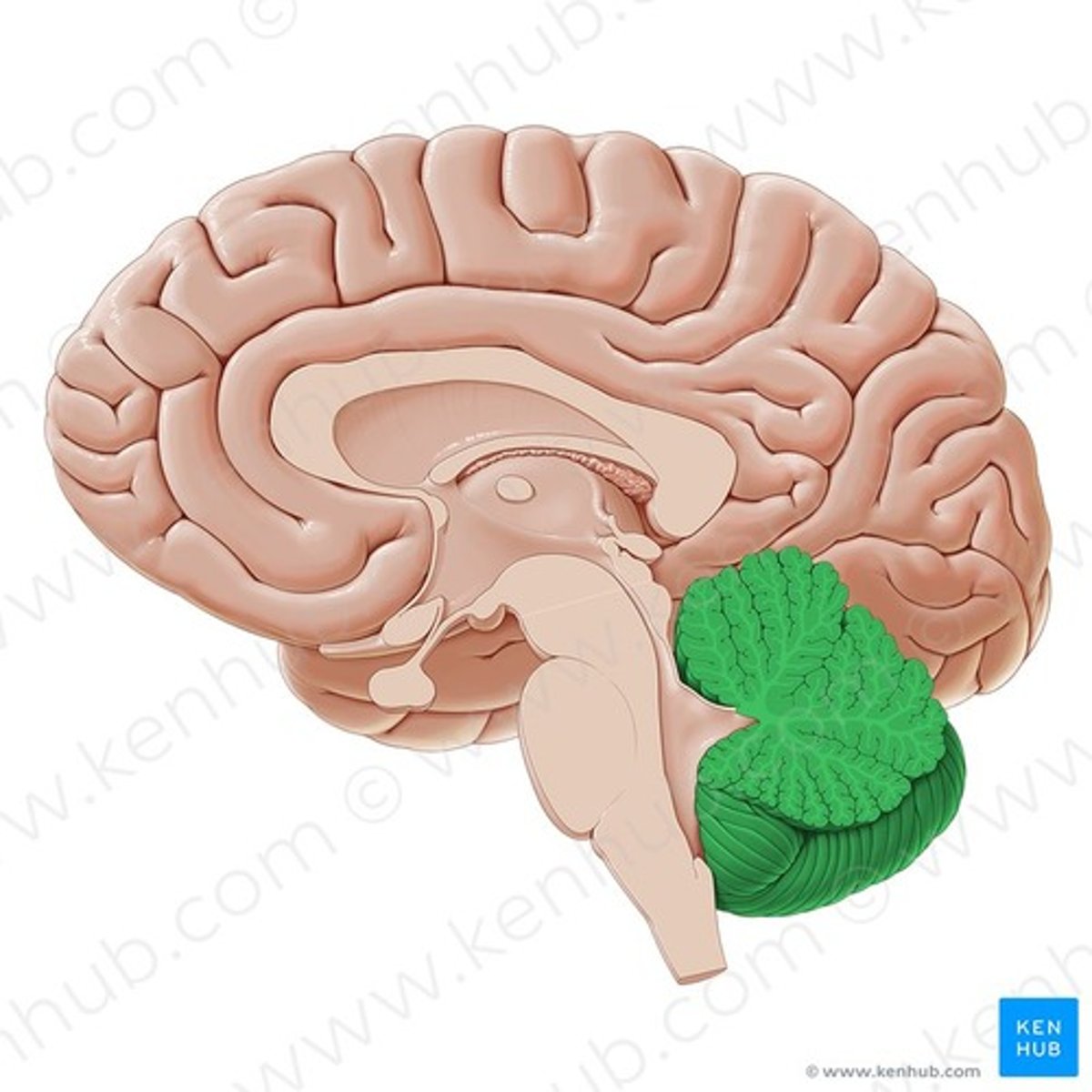 <p>Cerebellum/kleine hersenen</p>
