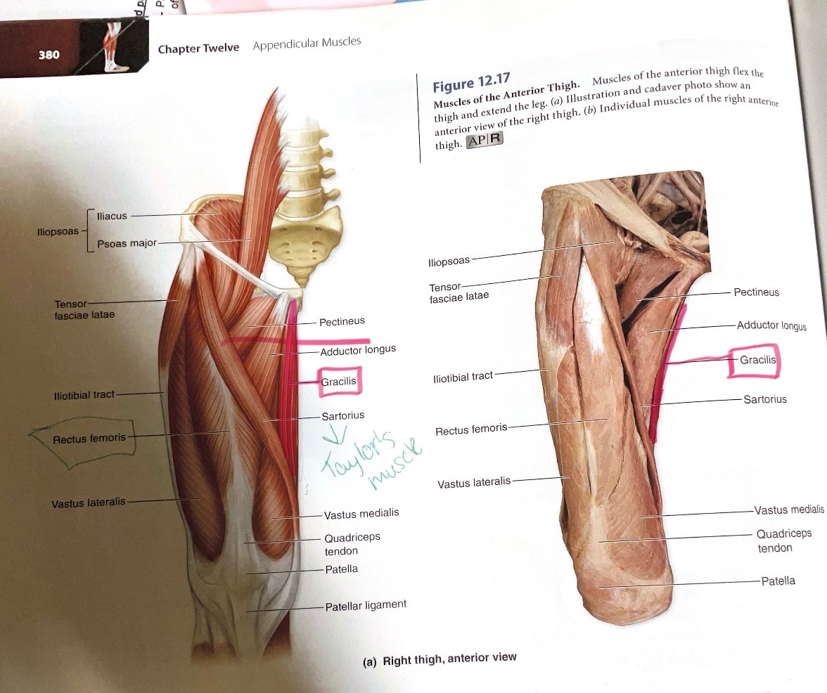 <p>Action: Flex, adduct hip; flex knee</p>