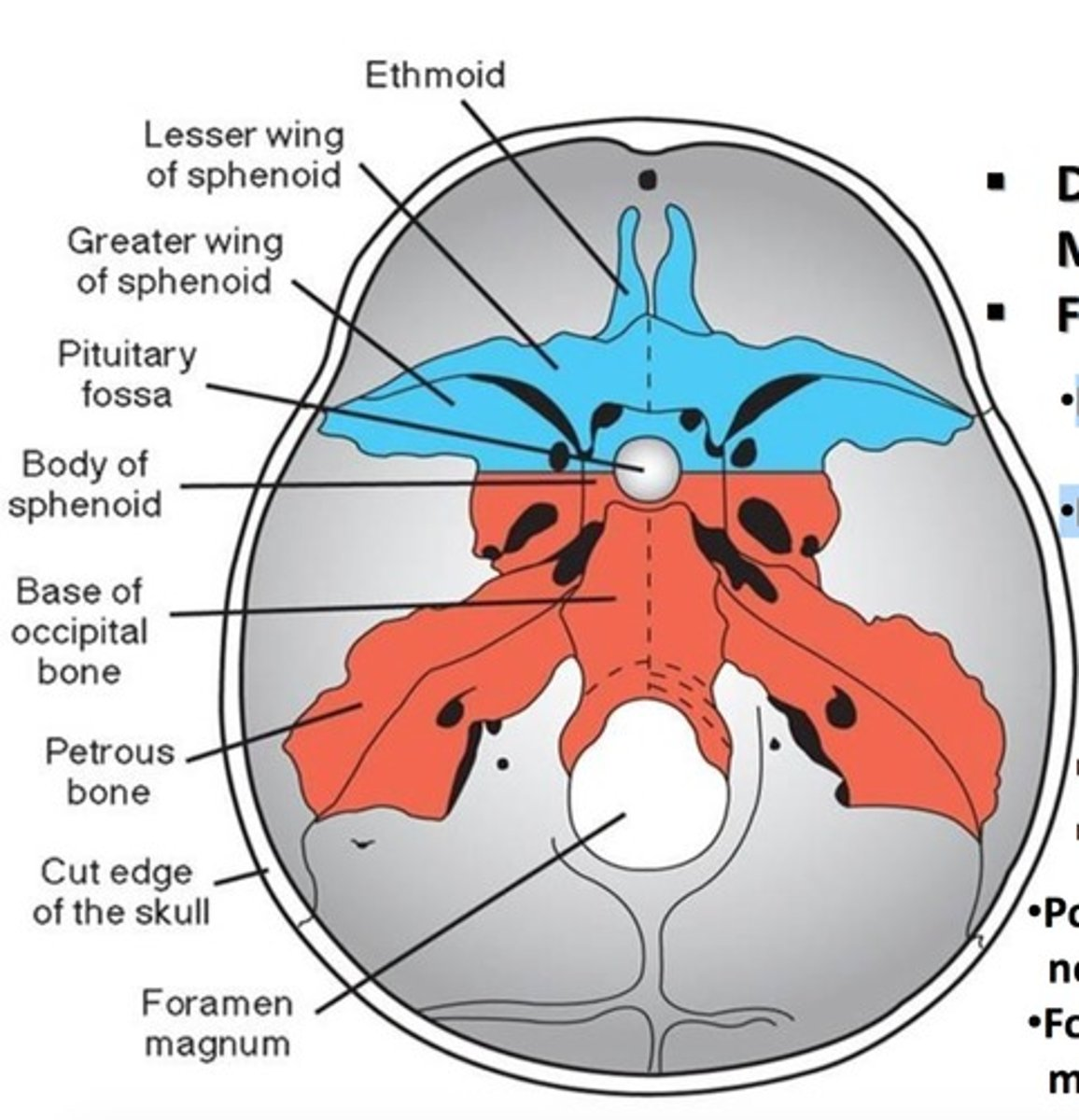 <p>O= Develops from head mesenchyme and neural crest cells</p><p>C=Forms the base of the skull</p><p>Supports the brain, nose, and inner ear</p><p>R= Braincase in cartilaginous fish (Chondrichthyes)</p><p>In other vertebrates, acts as a scaffold for the brain and sensory structures</p>
