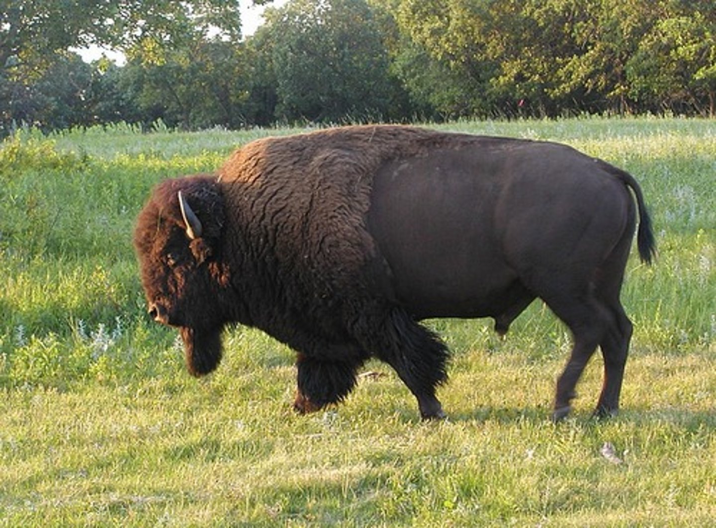 <p>buffalo- important natural resource for Native Americans in the West.</p>