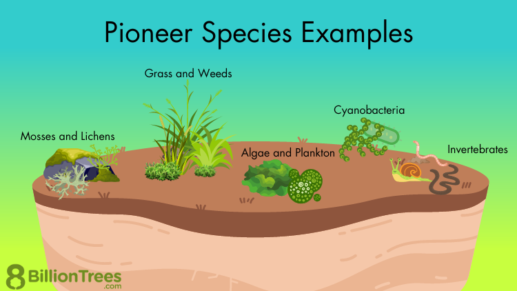 <p>Pioneer species</p>