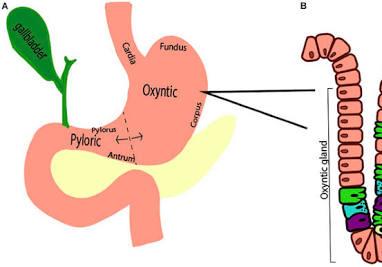 <p><span>Oxyntic glands, located in the stomach's fundus and body, secrete hydrochloric acid (HCl) and intrinsic factor from parietal cells, while pyloric glands are in the antrum and secrete the hormone gastrin from G cells to stimulate acid production. The main difference is that <strong><mark data-color="rgba(0, 0, 0, 0)" style="background-color: rgba(0, 0, 0, 0); color: inherit;">oxyntic glands are the primary site of gastric acid secretion, whereas pyloric glands regulate this process by producing gastrin</mark></strong></span></p><img src="https://knowt-user-attachments.s3.amazonaws.com/37b225ae-2a87-4677-8a3f-b25cca743c4b.png" data-width="100%" data-align="center"><p></p>