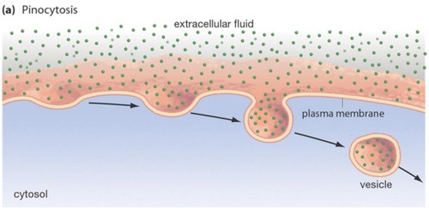 <p>A form of endocytosis where the cell takes in dissolved molecules as a vesicle, often referred to as 'cell drinking'.</p>