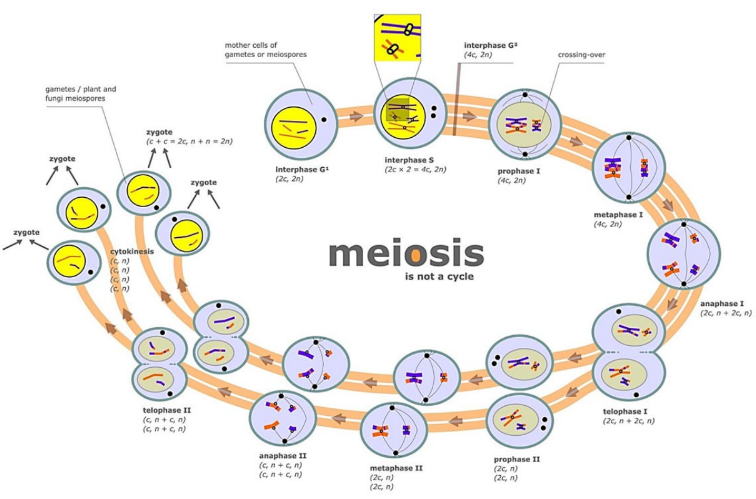 is the cell division process of making haploid sex cells
(gametes)