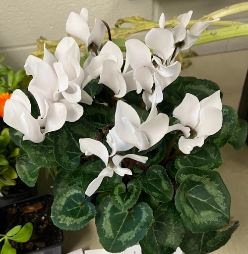 <ul><li><p>rarely used as singular plantings</p></li><li><p>comes from a flattened tuber</p></li><li><p>distinct flower</p></li><li><p>beautiful colors</p><ul><li><p>red, white, pink</p></li></ul></li></ul><p></p>