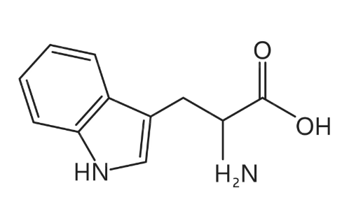 <ul><li><p>Tryptophan </p></li><li><p>The brain </p></li><li><p>Mental illness</p></li><li><p>Lactation regulation </p></li></ul><p></p>