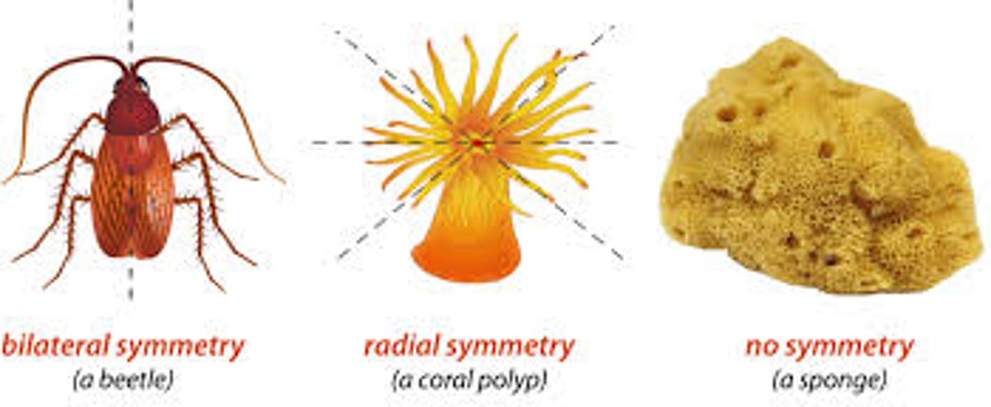 <p>Asymmetric: display no form/plane of symmetry </p><p>Radial Symmetry: divided equally by any longitude plane passing thru the central axis </p><p>Bilateral: divided along vertical plan to create 2 halves </p><p>- non-identical dorsal </p><p>- ventral sides </p><p>- anterior (head) </p><p>- posterior (backside) </p>