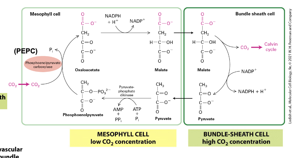 <ul><li><p>CO<sub>2</sub> fixation is compartmentalized in these plants</p><ul><li><p>ex. maize</p></li></ul></li><li><p>enhances fixation and <strong>reduces</strong> photorespiration</p></li><li><p>PEP carboxylase takes up CO<sub>2</sub> → <strong>low</strong> concentration in mesophyll</p><ul><li><p>used to convert to oxaloacetate → NADPH needed → Malate → <strong>bundle-sheath cells</strong></p></li><li><p>bundle-sheath cells are <strong>deeper</strong> in leaves → <strong>high</strong> CO<sub>2</sub> concentration → Calvin Cycle</p></li><li><p>Malate → NADP<sup>+</sup> used → Pyruvate → Mesophyll → Phosphoenolpyruvate → + CO<sub>2</sub> → Oxaloacetate → REPEAT</p></li></ul></li><li><p>projects trying to change C3 crop composition to this to be more efficient</p></li></ul><p></p>