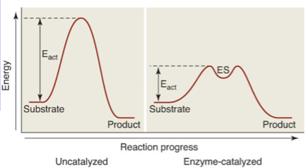 <ul><li><p><span style="font-family: sans-serif">don’t proceed at sig rates under physiological conds in absence of enzymes</span></p></li><li><p><span style="font-family: sans-serif">enzymes enhance rate of rxns – 10^3-10^20x faster</span></p></li><li><p><span style="font-family: sans-serif">affects activation energy for chemical reaction</span></p></li><li><p><span style="font-family: sans-serif">speed up both forward and reverse reactions</span></p></li><li><p><span style="font-family: sans-serif">enzymes – greek meaning “in yeast” – catalysts present inside cells</span></p></li><li><p><span style="font-family: sans-serif">enzymes don’t change position of equilibrium (don’t make thermodynamically non-spontaneous process spontaneous)</span></p></li></ul>