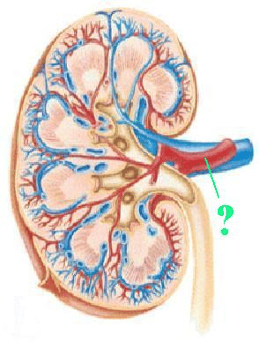 <p>Identify the indicated vessel.</p>