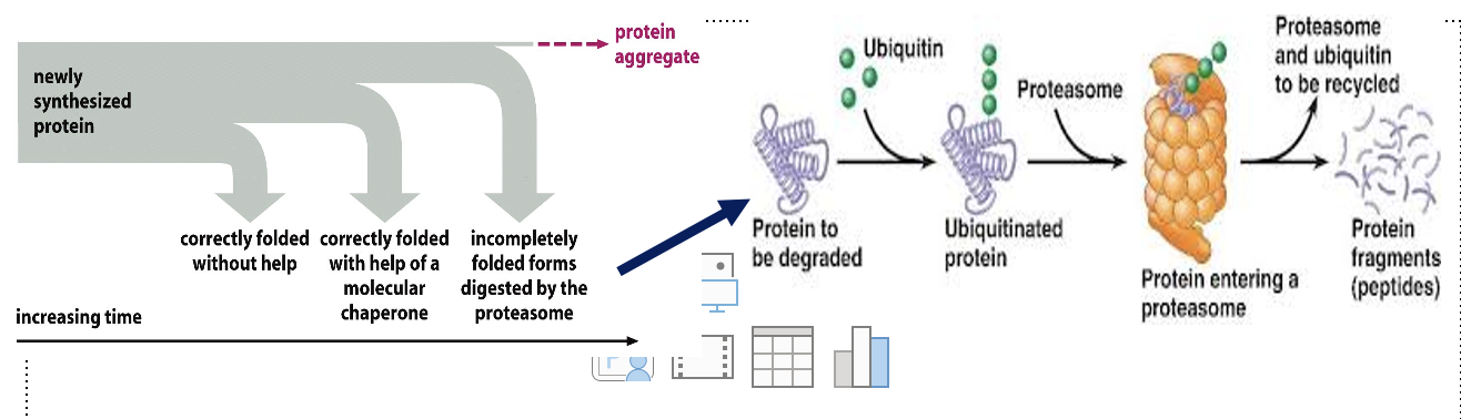<p>They are ubiquinated and then destroyed by a proteasome (an ATP-dependent protease)</p><ul><li><p><span>The proteolytic machinery of the cell and the chaperones compete with one another</span></p></li></ul><p></p>