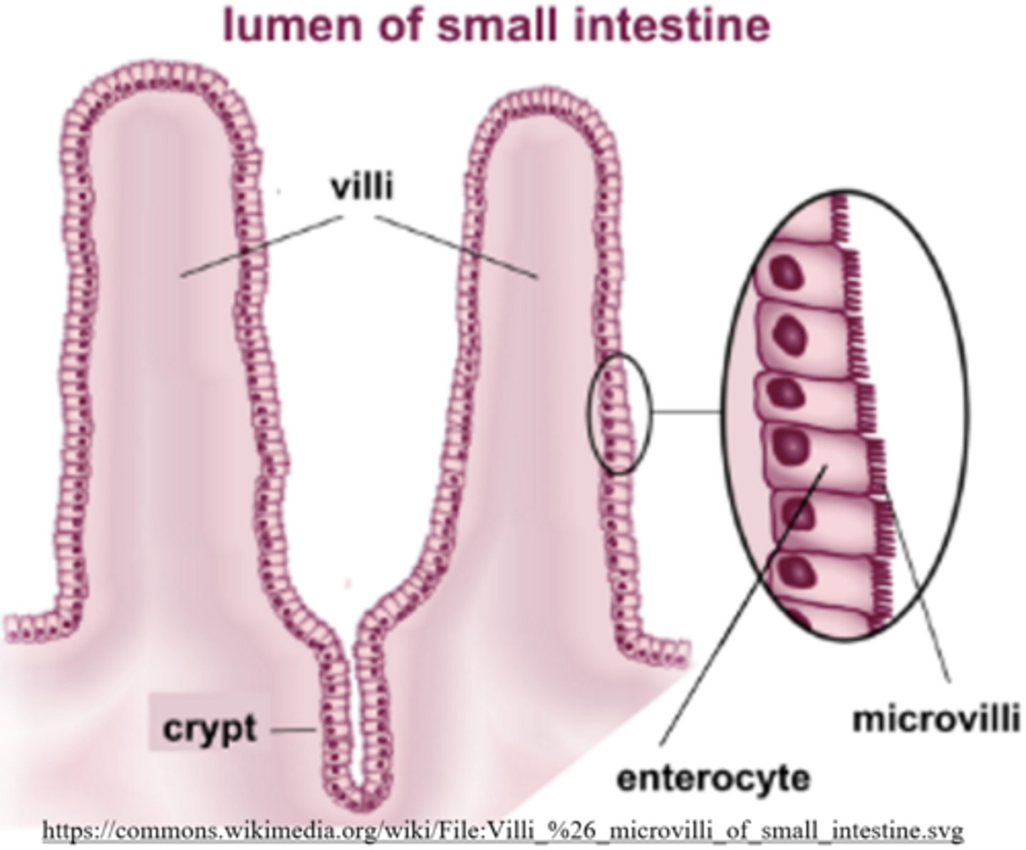 <p>villi</p>