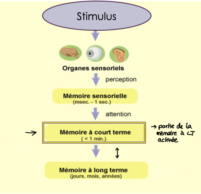 <p>→ partie activée de la mémoire à long terme </p><p>= mémoire de travail </p><ul><li><p>accroissement avec l’âge de ses capacités = facteurs essentiel du développement cognitif </p></li><li><p>lieu de la pensée active </p></li><li><p>combinaison des infos venant de la mémoire sensorielle avec informations stockées en mémoire à long terme <span>⇒ temporaire </span></p></li><li><p><span>les enfant ne sont pas très puissants cognitivement </span></p></li></ul><p></p>