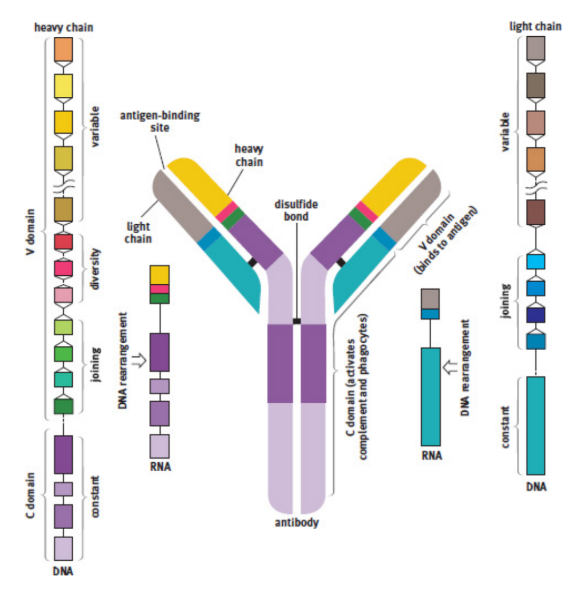 <p>produced by B-cells; present on the surface of a cell or secreted into body fluids; binds to antigens; Y-shaped molecules; five different isotypes (IgM, IgD, IgG, IgE, and IgA)</p>