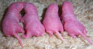 <p>•Life span 2 to 3 years</p><p>•Puberty at 50 to 60 days</p><p>•Gestation 21 days</p><p>•Litter size 7 to 11</p><p>•Wean at 21 days</p><p>•Pinkies/pups</p>