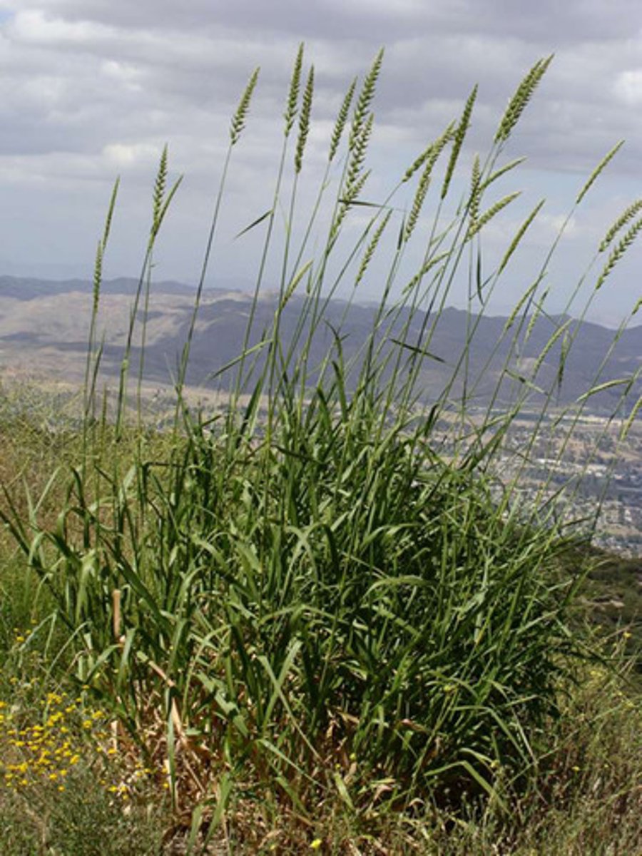 <p>Giant Wild Rye</p>