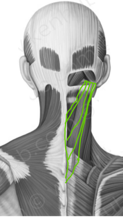 <p>flexes and laterally rotates head</p>