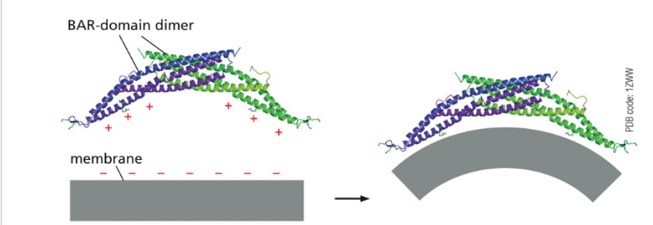 <p>Beyond coat proteins, several accessory molecules assist in shaping and releasing vesicles during budding.</p><p><span data-name="small_blue_diamond" data-type="emoji">🔹</span> Key Contributors</p><ol><li><p><strong>BAR Domain Proteins</strong></p><ul><li><p>Bind curved membranes and promote bending</p></li><li><p>Help sculpt the vesicle bud</p></li></ul></li><li><p><strong>Actin Polymerization</strong></p><ul><li><p>Generates mechanical tension</p></li><li><p>Assists in membrane deformation and vesicle propulsion</p></li></ul></li><li><p><strong>Neck-Constricting Proteins (e.g., Dynamin)</strong></p><ul><li><p>Assemble at the bud neck</p></li><li><p>Use GTP hydrolysis to pinch off the vesicle</p></li></ul></li></ol><p></p>