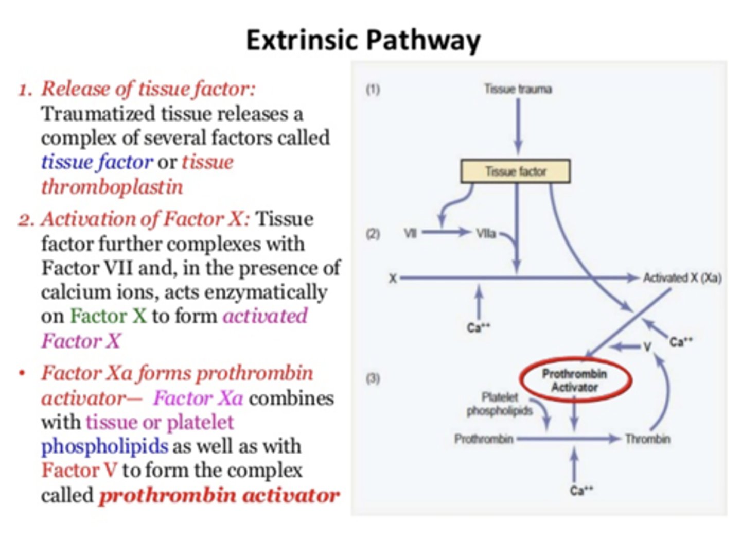 <p>Factor VII; Factor X</p>