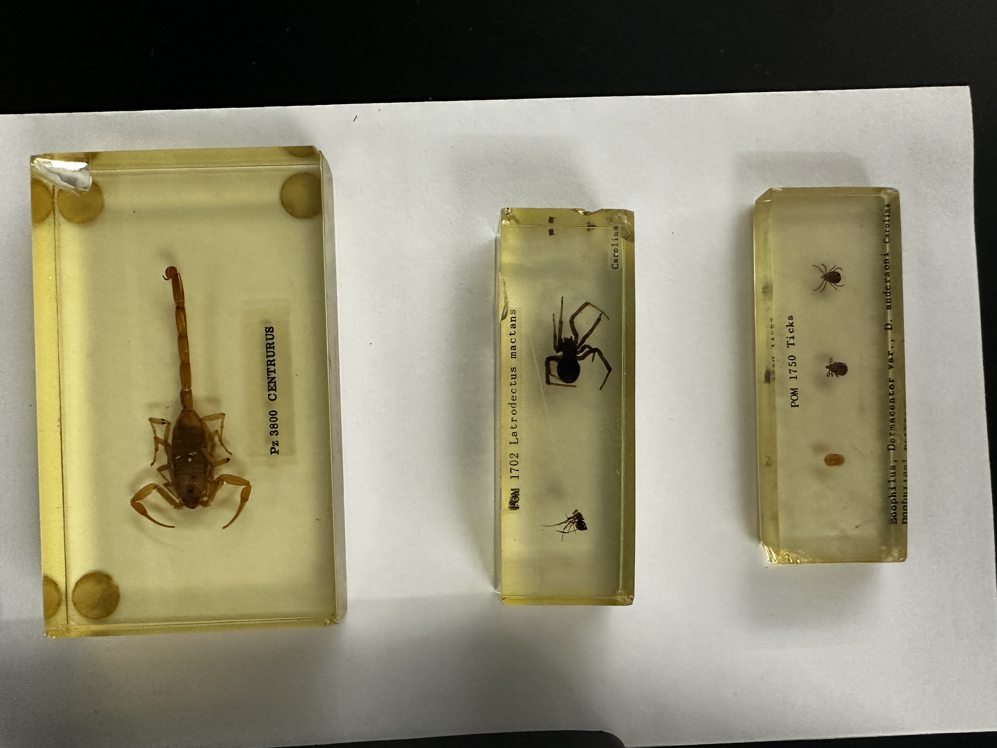 <p>Identify (Grouping(s), Phylum, Subphylum)</p>