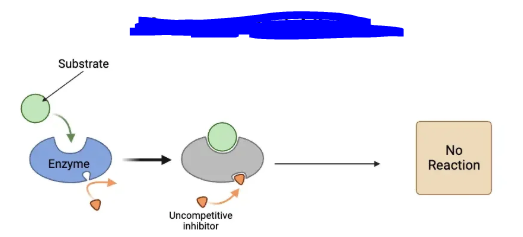 <p>Type of inhibition in which both substrate and inhibitors can bind to an enzyme however the reaction still does not carry on due to the inhibitor. After this occurs either both molecules or only the substrate may unbind however no matter what catalysis and the reaction will not occur.</p><p>With this type of inhibition an enzyme can never reach its maximum reaction rate, even when given an infinite amount of substrate. This is because enzymes with ________ inhibitors are “poisoned” and can not carry out reactions.</p>