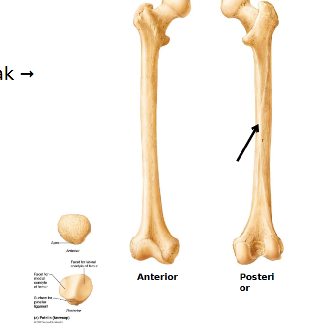 <ul><li><p>Femur is the largest, strongest and longest bone in the body making up about ¼ of a person’s height.</p><ul><li><p>Articulates proximally with acetabulum of hip and distally with tibia and patella</p></li><li><p>Fovea capitis</p></li><li><p>Head and neck</p><ul><li><p>neck (angles laterally to shaft; weak → fractures)</p></li></ul></li></ul></li><li><p>Greater and lesser trochanters: site for muscle attachment</p></li><li><p>Linea aspera: roughened ridge on surface of femoral shaft; site for muscle attachment </p></li><li><p>Distally</p><ul><li><p>Lateral & medial condyles (attachment site for joint)</p><ul><li><p>articulate with tibia</p></li></ul></li><li><p>Lateral & medial epicondyles</p><ul><li><p>Sites of muscle attachment</p></li></ul></li></ul></li><li><p>Patellar surface (between condyles)</p><ul><li><p>patella site in between it</p></li></ul></li></ul><p></p>