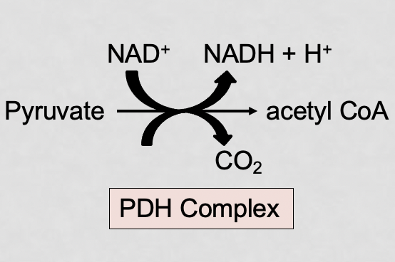 <p>an enzyme complex that catalyzes the irreversible oxidative decarboxylation of pyruvate into acetyl coA to link glycolysis to the citric acid cycle</p><p>also generates NADH which will be used to make ATP using oxidative phosphorylation</p>